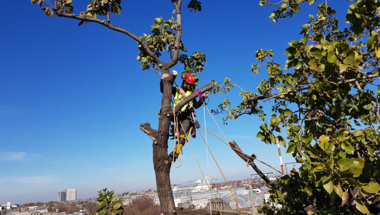 Taller de trepa y trabajo en el árbol