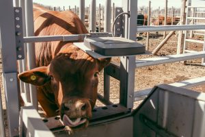 Alimentación bovina