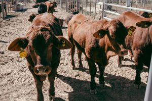 Nuevos Horizontes para la cadena de Carne Bovina