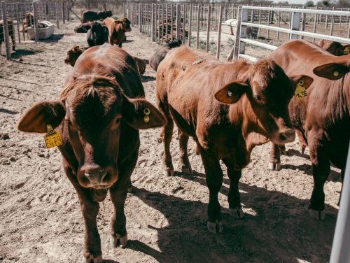 Nuevos Horizontes para la cadena de Carne Bovina
